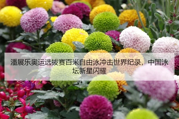 潘展乐奥运选拔赛百米自由泳冲击世界纪录，中国泳坛新星闪耀